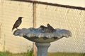 European Starlings in a Birdbath