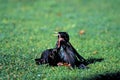 European Starlings Fight 42618
