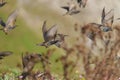 European Starling flock flying in the sky Royalty Free Stock Photo