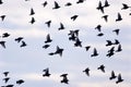 European Starlings Flock 704516