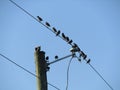 European starlings sitting on power line