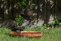 European starlings, sturnus vulgaris, fighing in a garden bird bath Royalty Free Stock Photo