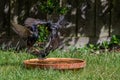 European starlings, sturnus vulgaris, fighting in a bird bath