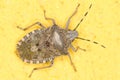 European stink bug / Rhaphigaster nebulosa Royalty Free Stock Photo