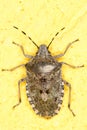 European stink bug / Rhaphigaster nebulosa Royalty Free Stock Photo