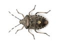 European stink bug, Rhaphigaster nebulosa Royalty Free Stock Photo