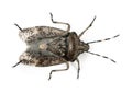 European stink bug, Rhaphigaster nebulosa Royalty Free Stock Photo