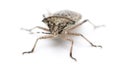 European stink bug, Rhaphigaster nebulosa Royalty Free Stock Photo