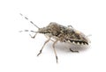 European stink bug, Rhaphigaster nebulosa Royalty Free Stock Photo