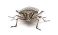 European stink bug, Rhaphigaster nebulosa Royalty Free Stock Photo