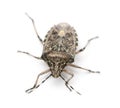 European stink bug, Rhaphigaster nebulosa Royalty Free Stock Photo