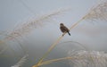 European stone chat on perch