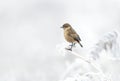 European stonechat on a frosted perch in winter