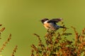 European stonechat male searching for food