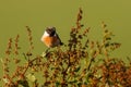 European stonechat male searching for food