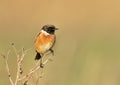 European stonechat perched against clear background