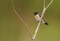 European stonechat perched against colorful clear background