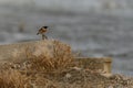 European Stonechat Perched on a Concrete Block in the Wild