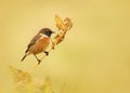 European stonechat perching on a fern branch