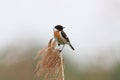 European Stonechat, Saxicola rubicola Royalty Free Stock Photo