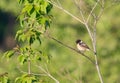 European stonechat, Saxicola rubicola. A bird sits on a branch. Filmed in the habitat Royalty Free Stock Photo