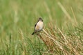 European stonechat Saxicola rubicola Royalty Free Stock Photo