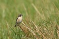 European stonechat Saxicola rubicola Royalty Free Stock Photo