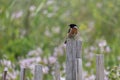 European Stonechat, Saxicola rubicola, perched on a wooden fence post by Thurlestone beach