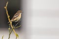 The European stonechat Saxicola rubicola is a small passerine bird that was formerly classed as a subspecies of the common Royalty Free Stock Photo