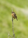 Female stonechat Saxicola rubicola