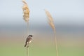 European Stonechat (Saxicola rubicola) Royalty Free Stock Photo