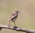 European stonechat, Saxicola rubicola, Saxicola torquata. The female is sitting on a branch Royalty Free Stock Photo