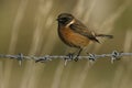 European stonechat, Scientific name: Saxicola rubicola Royalty Free Stock Photo