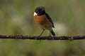 European stonechat, Scientific name: Saxicola rubicola Royalty Free Stock Photo