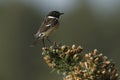 European stonechat, Scientific name: Saxicola rubicola Royalty Free Stock Photo