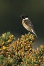 European stonechat, Scientific name: Saxicola rubicola Royalty Free Stock Photo