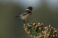 European stonechat, Scientific name: Saxicola rubicola Royalty Free Stock Photo