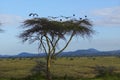 European storks at dusk on Acacia Tree in Lewa Conservancy, Kenya, Africa Royalty Free Stock Photo