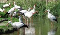 European storks in pond Royalty Free Stock Photo
