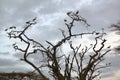 European storks on tree in Lewa Conservancy, Kenya, Africa Royalty Free Stock Photo