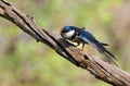 European swallow