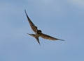 European swallow bird flying in a clear blue sky