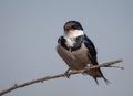 European Swallow, Gauteng, South Africa.