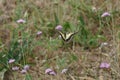 A European swallow tail, Papilio machaon on scabious flowers in the Gard, France