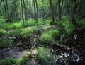 European Swamp Forest