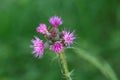 European swamp thistle, Cirsium palustre