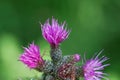 European swamp thistle, Cirsium palustre