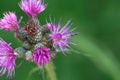 European swamp thistle, Cirsium palustre