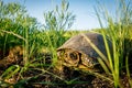 European swamp turtle in green grass in summer day in nature. Pond Turtle