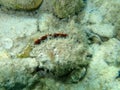 European thorny oyster or spinous scallop, thorny oyster (Spondylus gaederopus) undersea